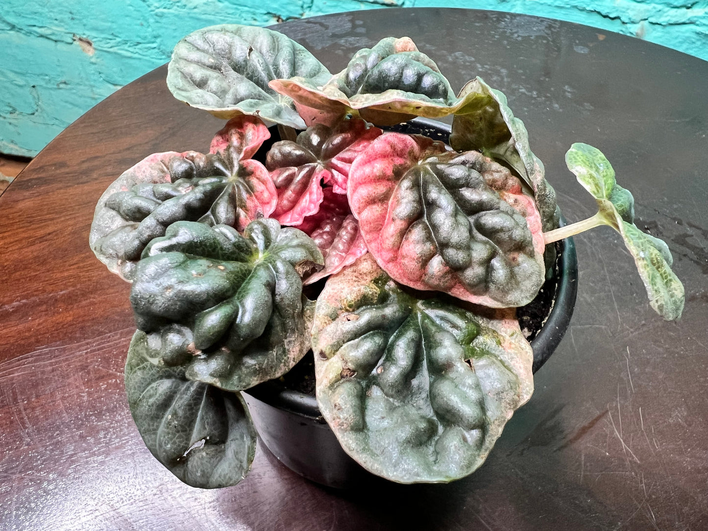 Peperomia Abicos 4”