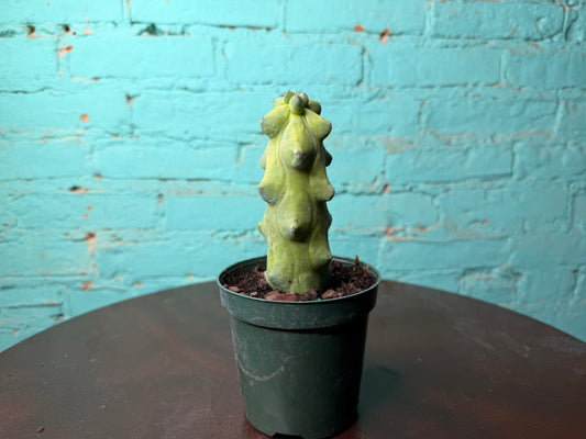 Boobie Cactus 4”