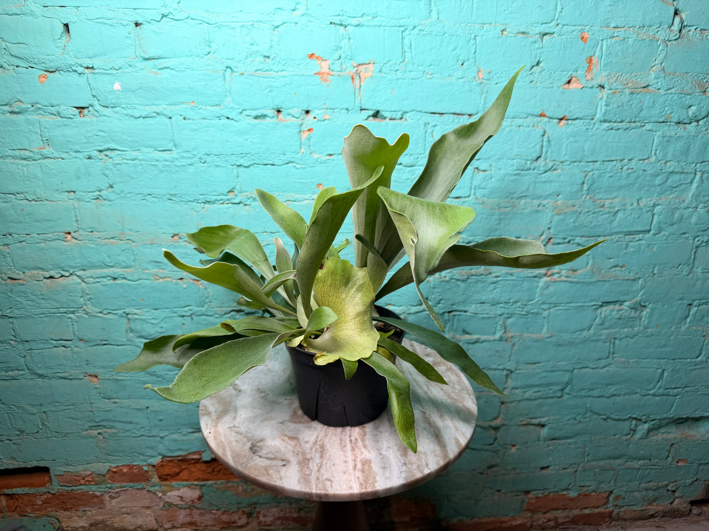 Staghorn Fern 6”