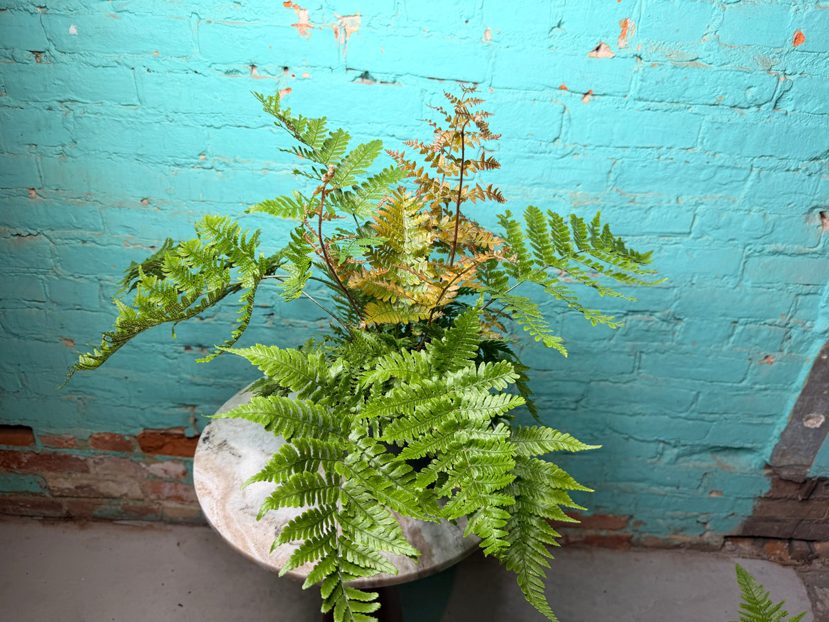 Autumn Fern 6”