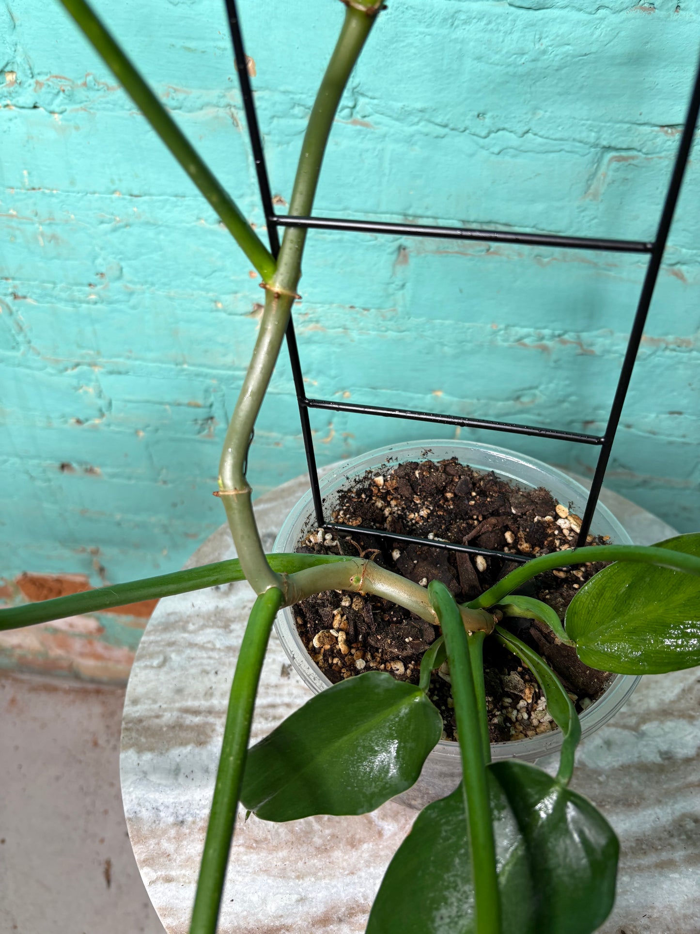 Philodendron Jerry Thorne 6”