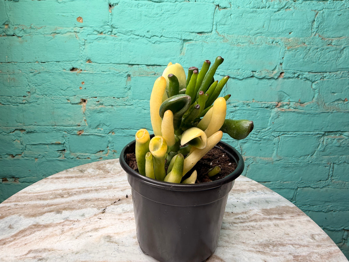 Jade- Fingers/Orgre Ears Variegated 4”