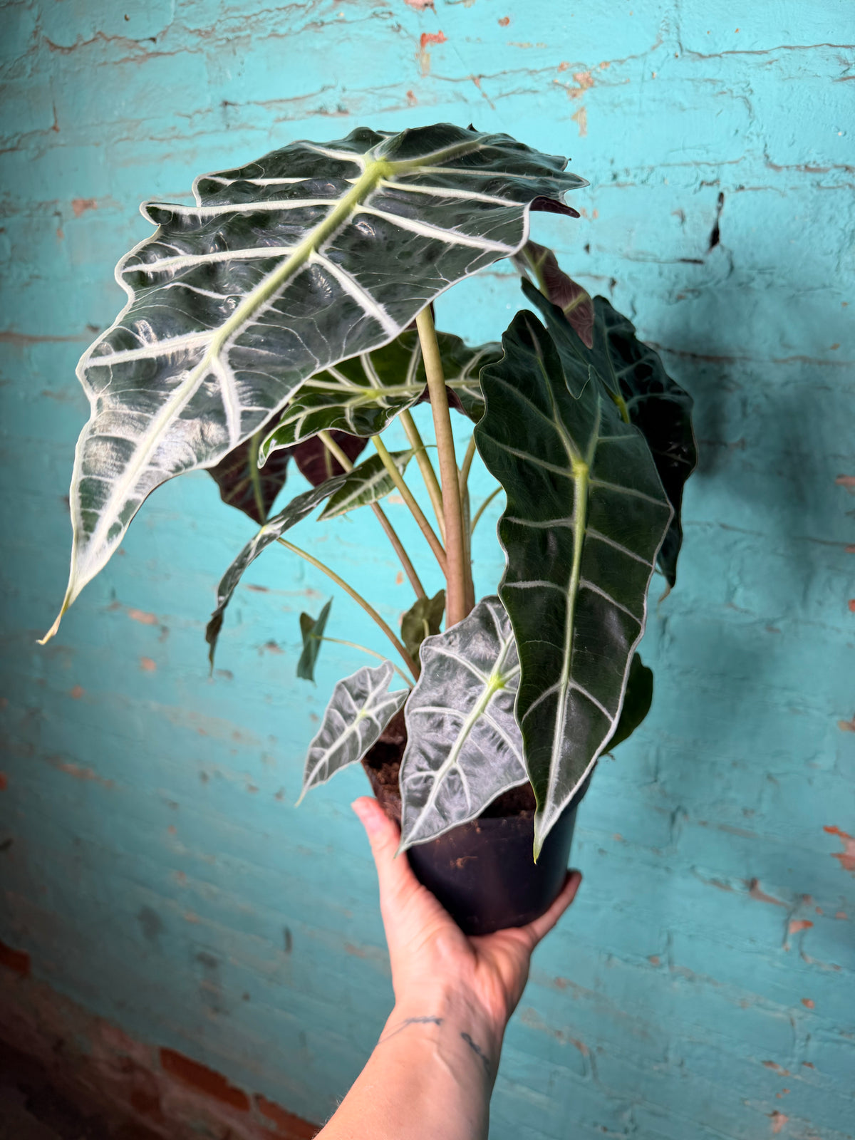 Alocasia Polly 6”