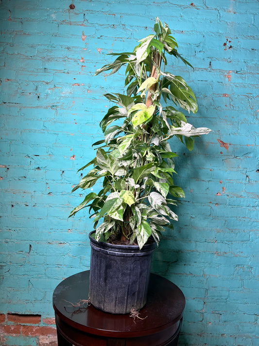 Epipremnum Pinnatum Marble Flame 10” totem