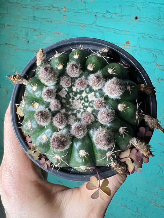 Notocactu ilhelmanian 4”