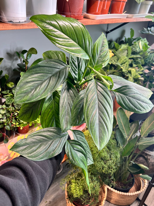 Monstera Black Onyx 6”