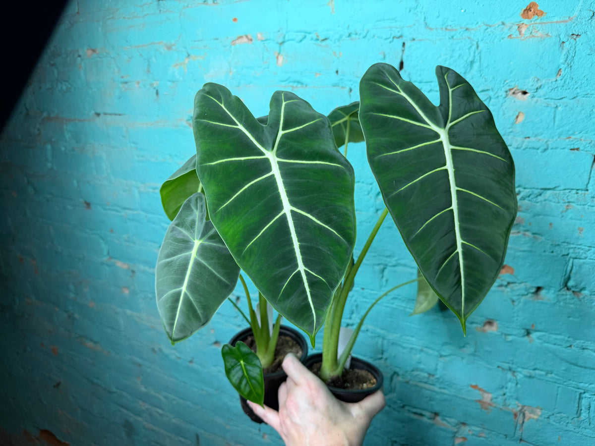 Alocasia Frydrek 4”
