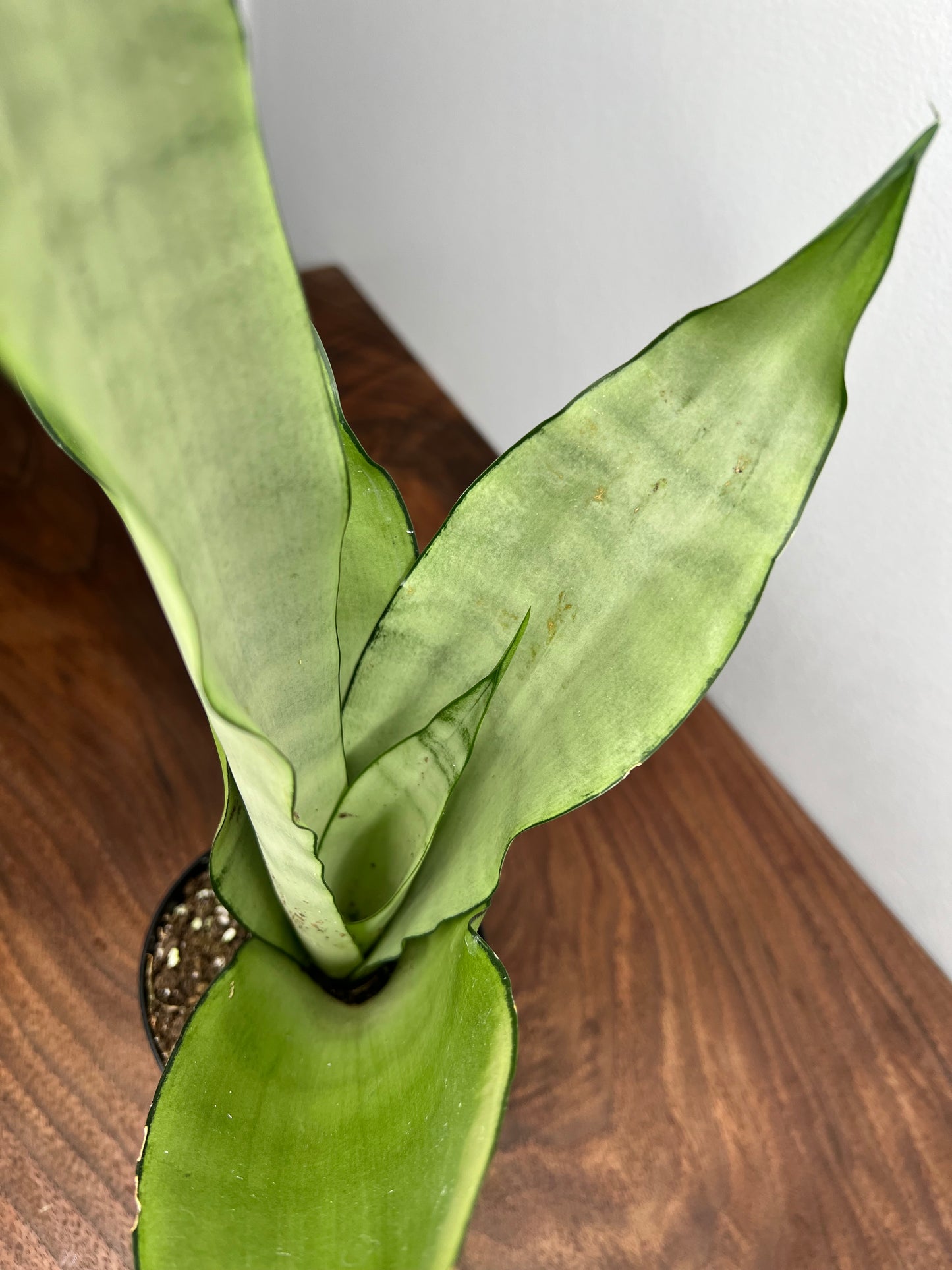 Snake Plant 4”