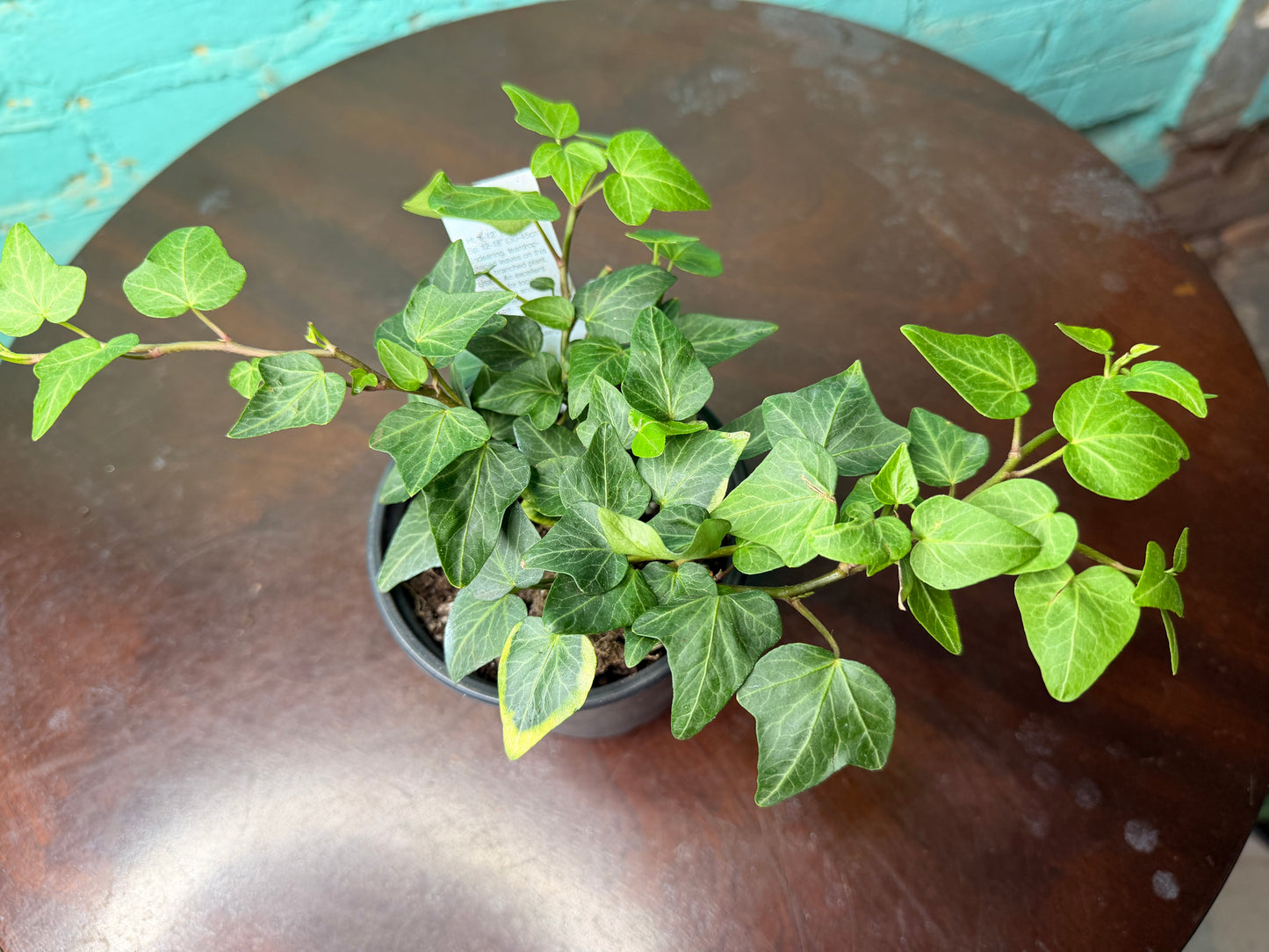 Ivy Teardrop