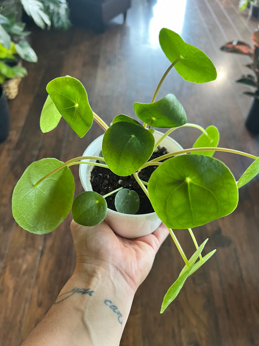 Pilea Peperomioides (4inch)