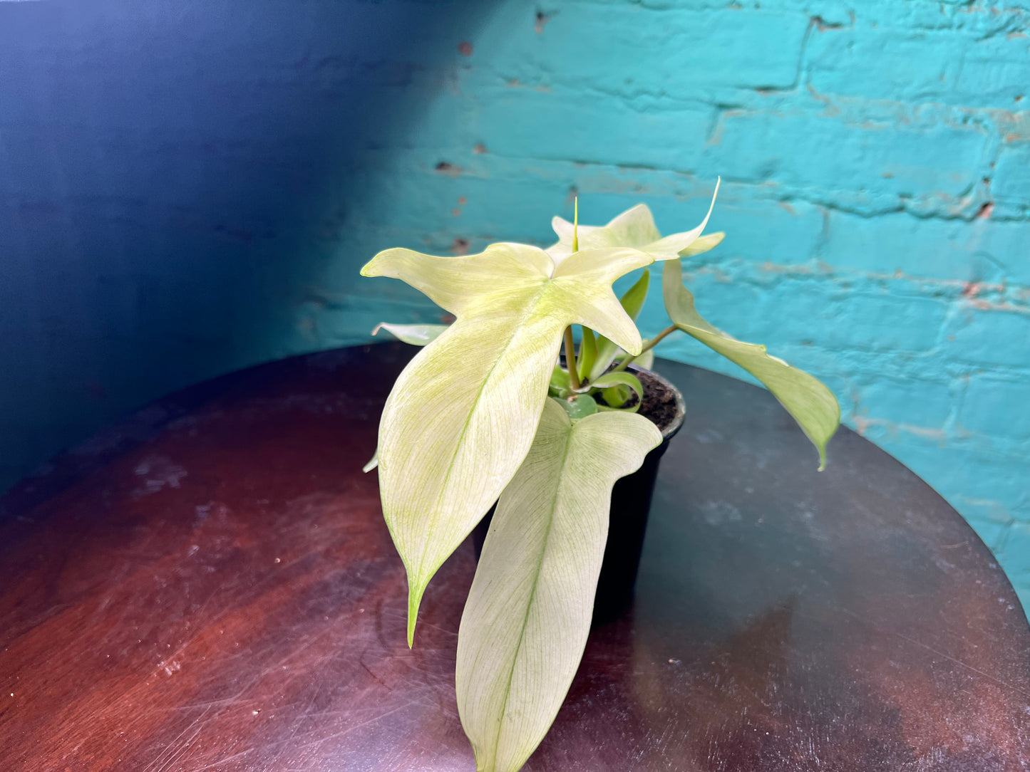 Philodendron- Florida Ghost 4”