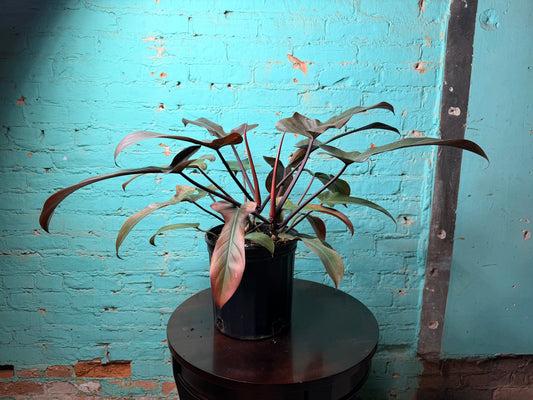 Philodendron Florida Bronze 10”
