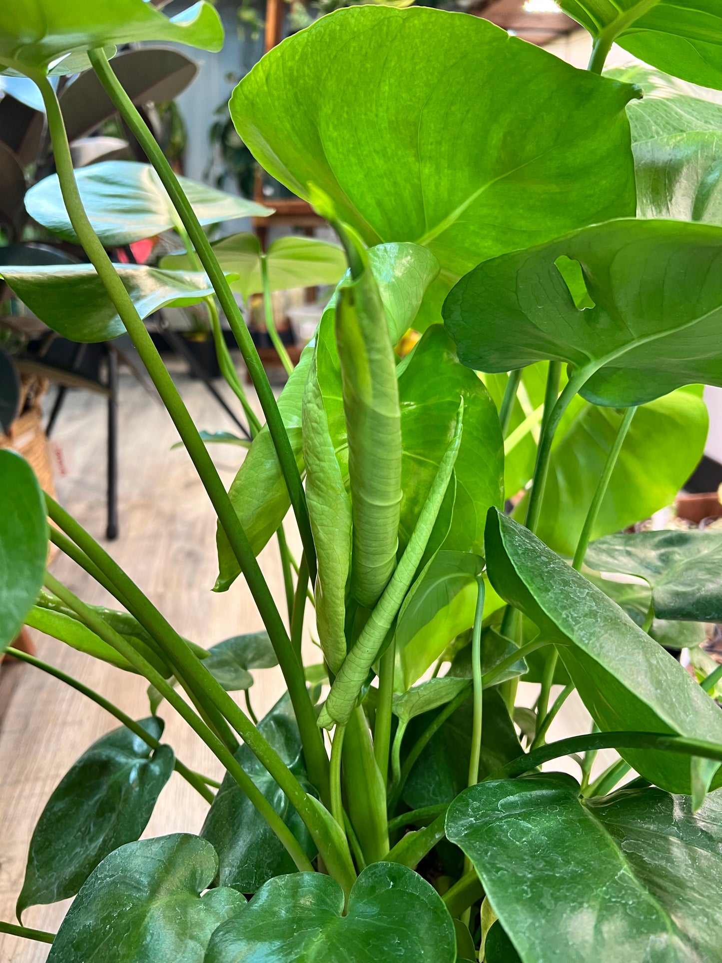 Monstera Deliciosa 8”
