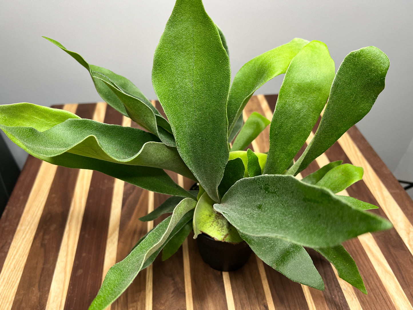 Staghorn fern