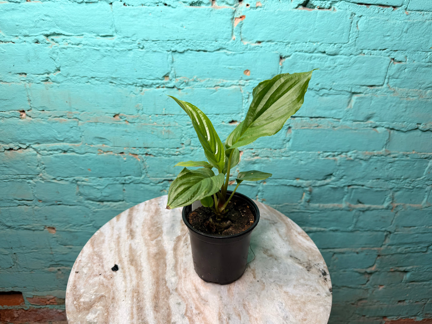 Tacca Chantrieri (Bat Plant) 4”