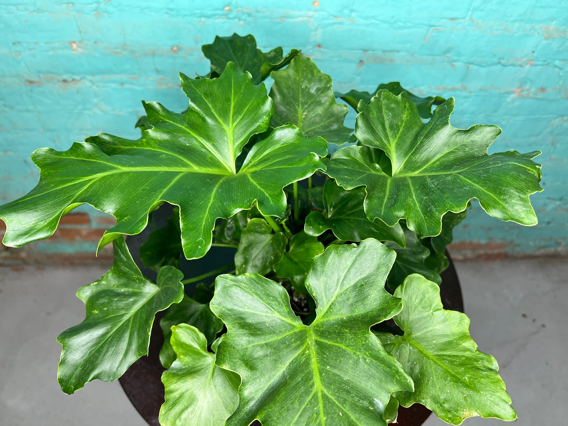 hope philodendron selloum Philodendron Selloum (Hope) 6” – The Rooted Plant Shop