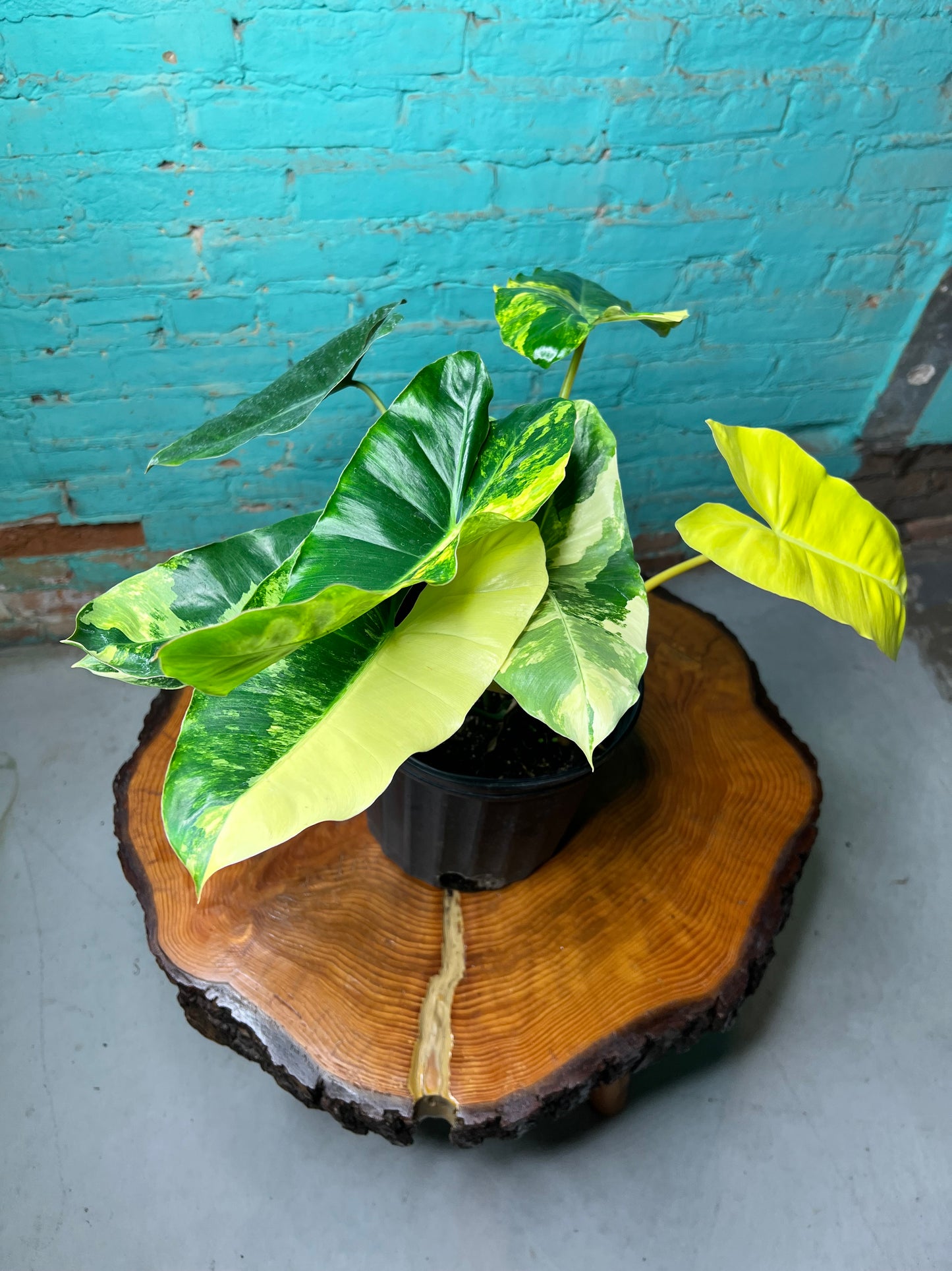 Philodendron Burle Marx Variegated 10”