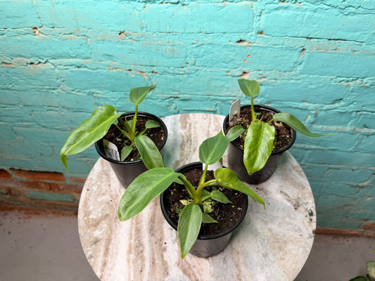 Philodendron Mayoi 4”