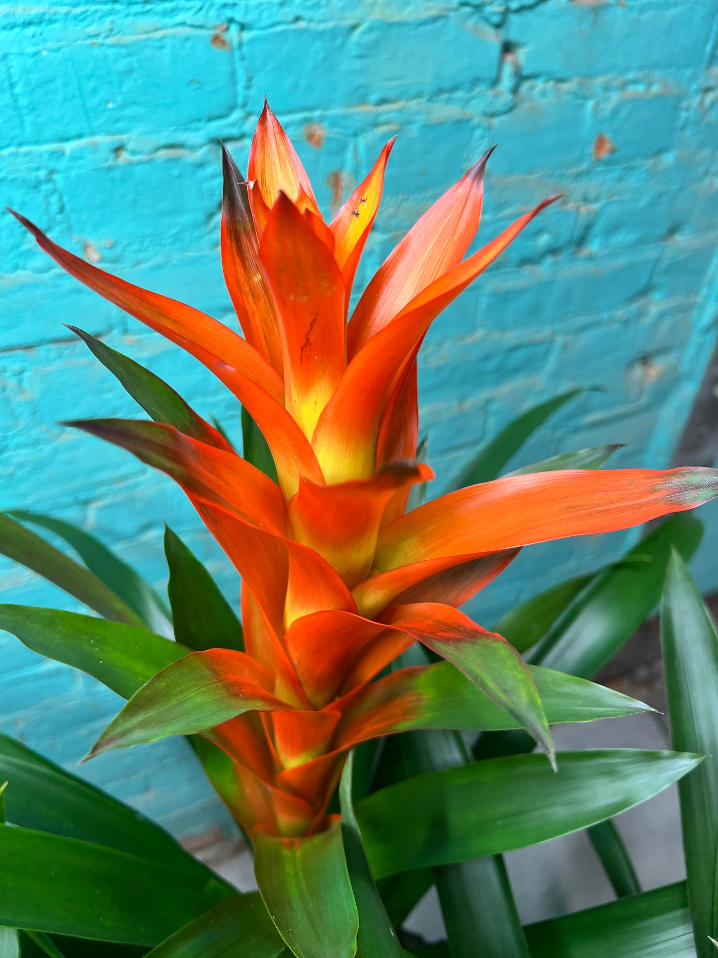 Bromeliad 6”