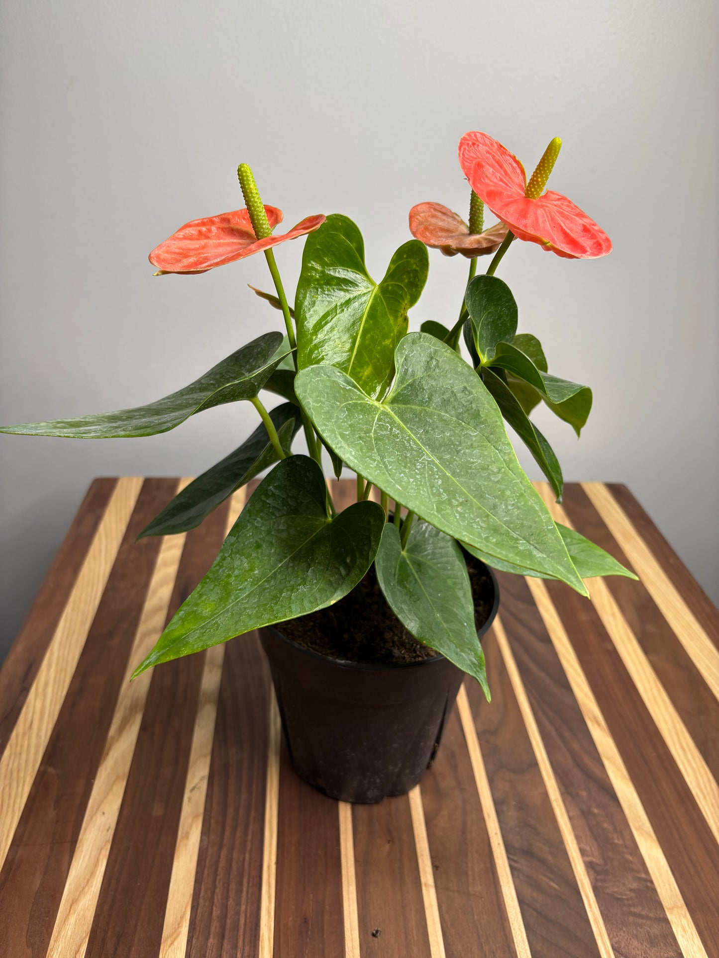 Anthurium 6”