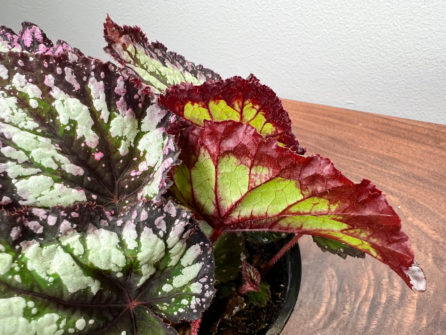 Begonia 'Fireworks'