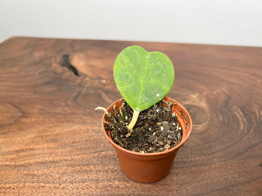 Hoya Kerrii Heart (each)
