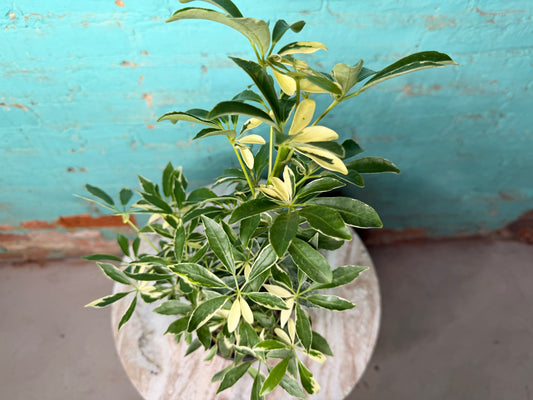 Schefflera Variegated Albo  (Umbrella plant) 4”
