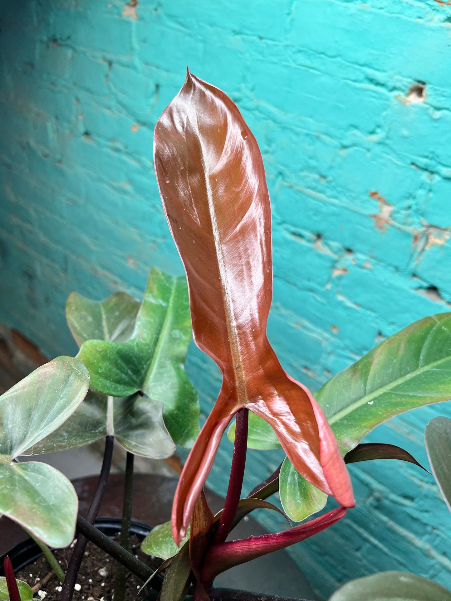 Philodendron Florida Bronze 10”