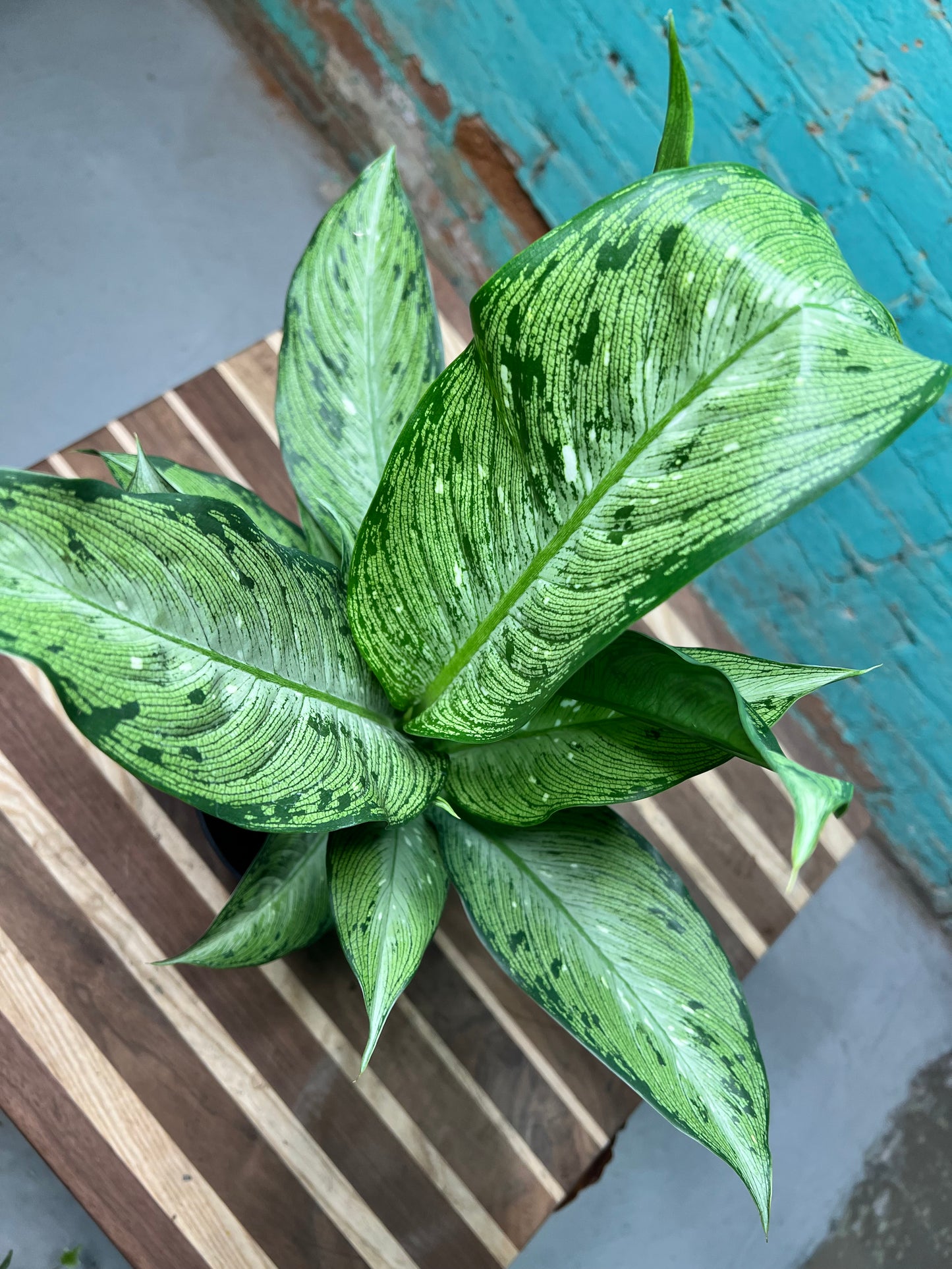 Dieffenbachia 6”