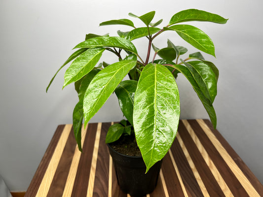 Schefflera Amate