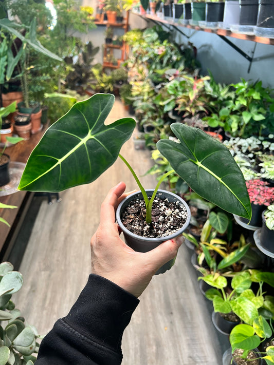 Alocasia Frydrek 4”