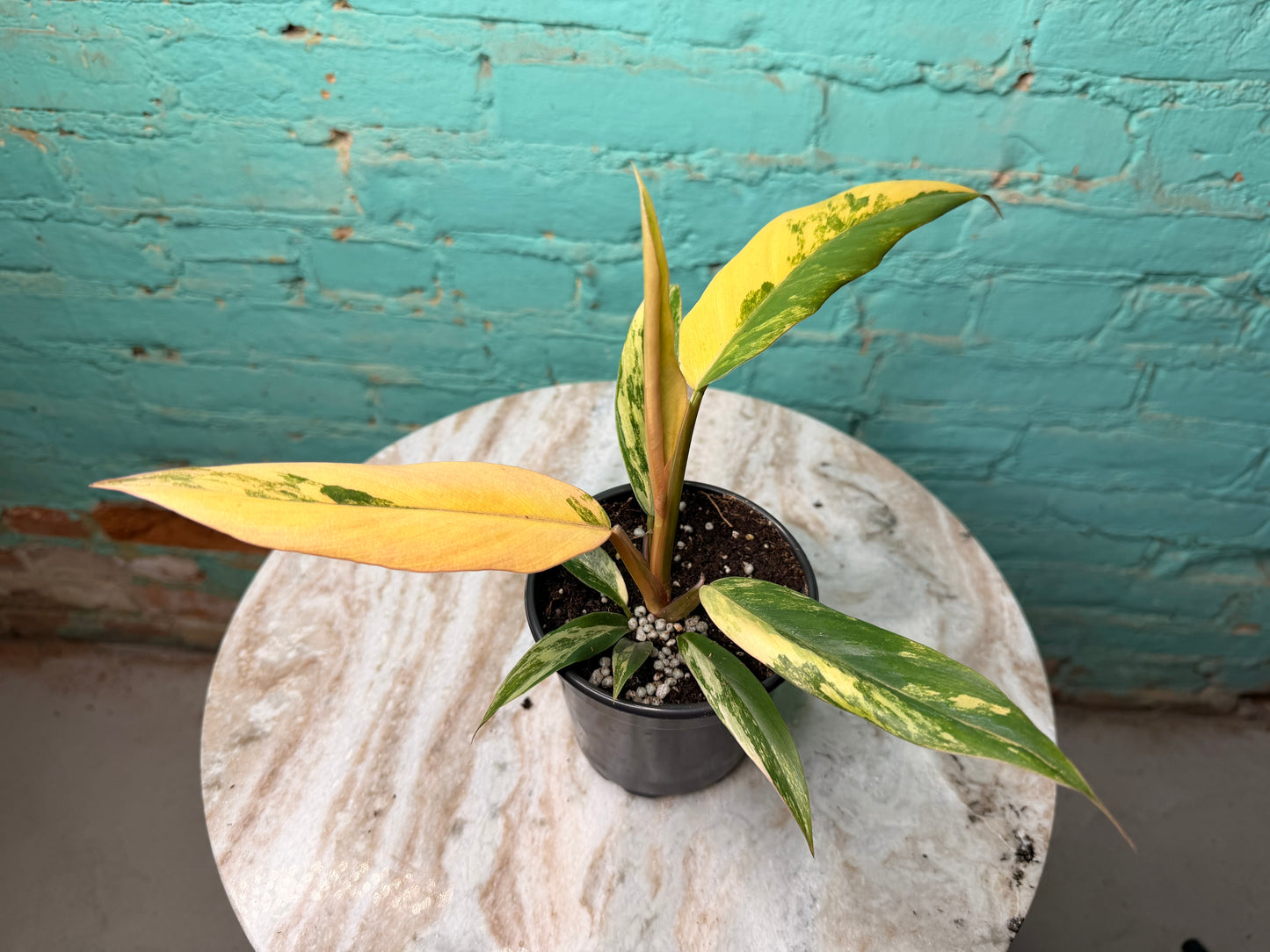 Philodendron Carmel Marble 4”