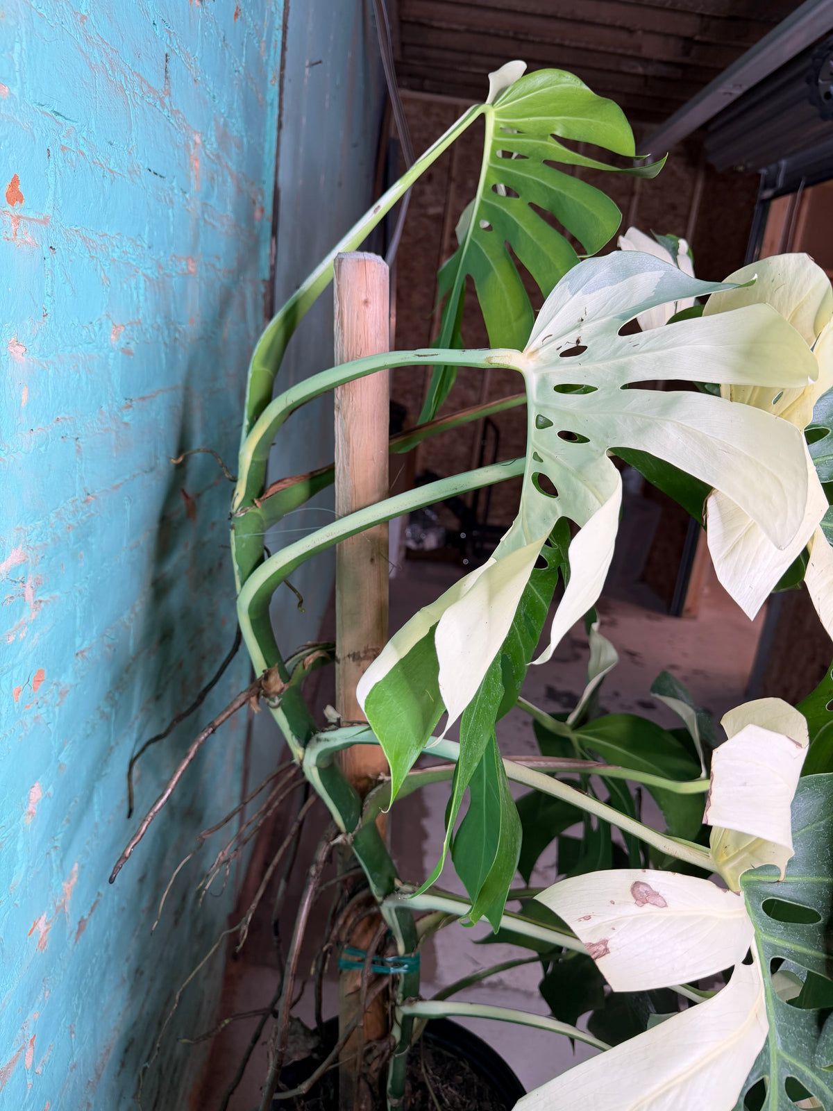 Monstera Deliciosa Albo 10”