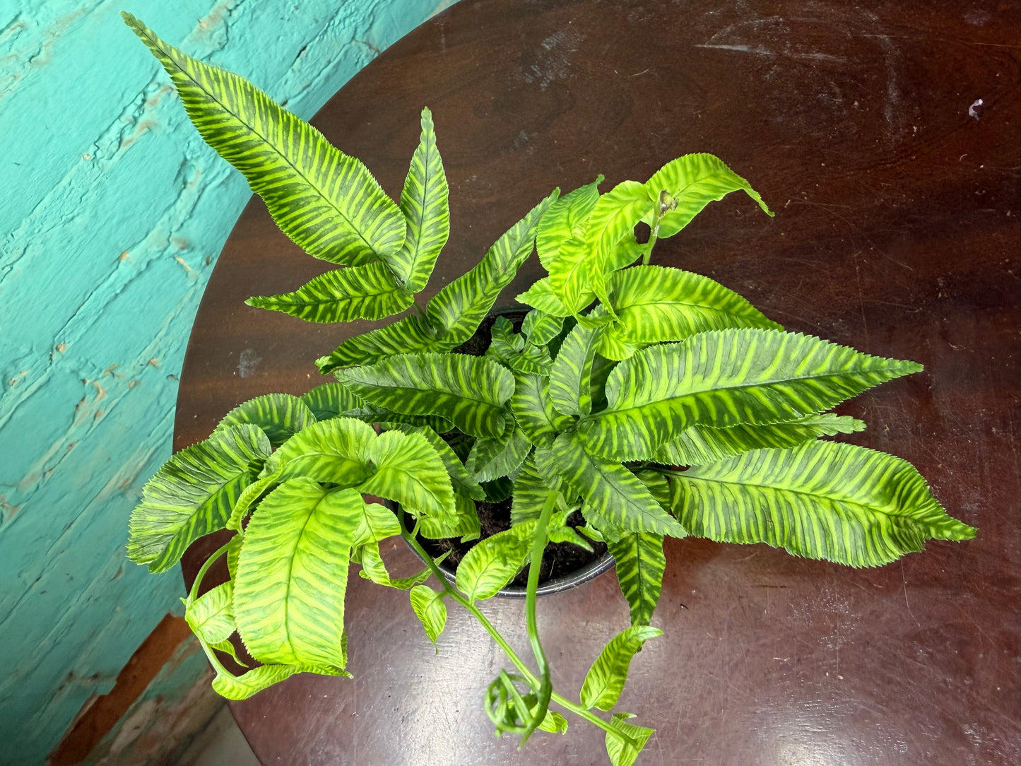 Golden Zebra Bamboo Fern