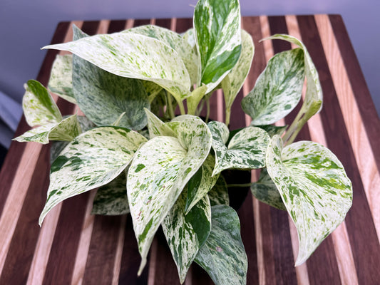 Snow Queen Pothos 6”
