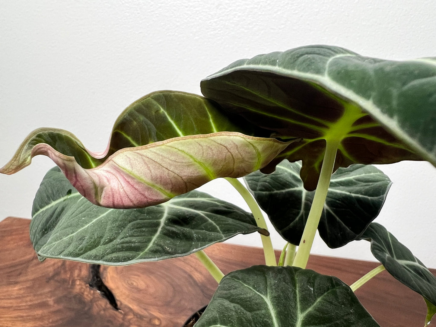 Alocasia-Black velvet