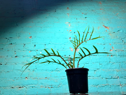 Philodendron Tortum 4”