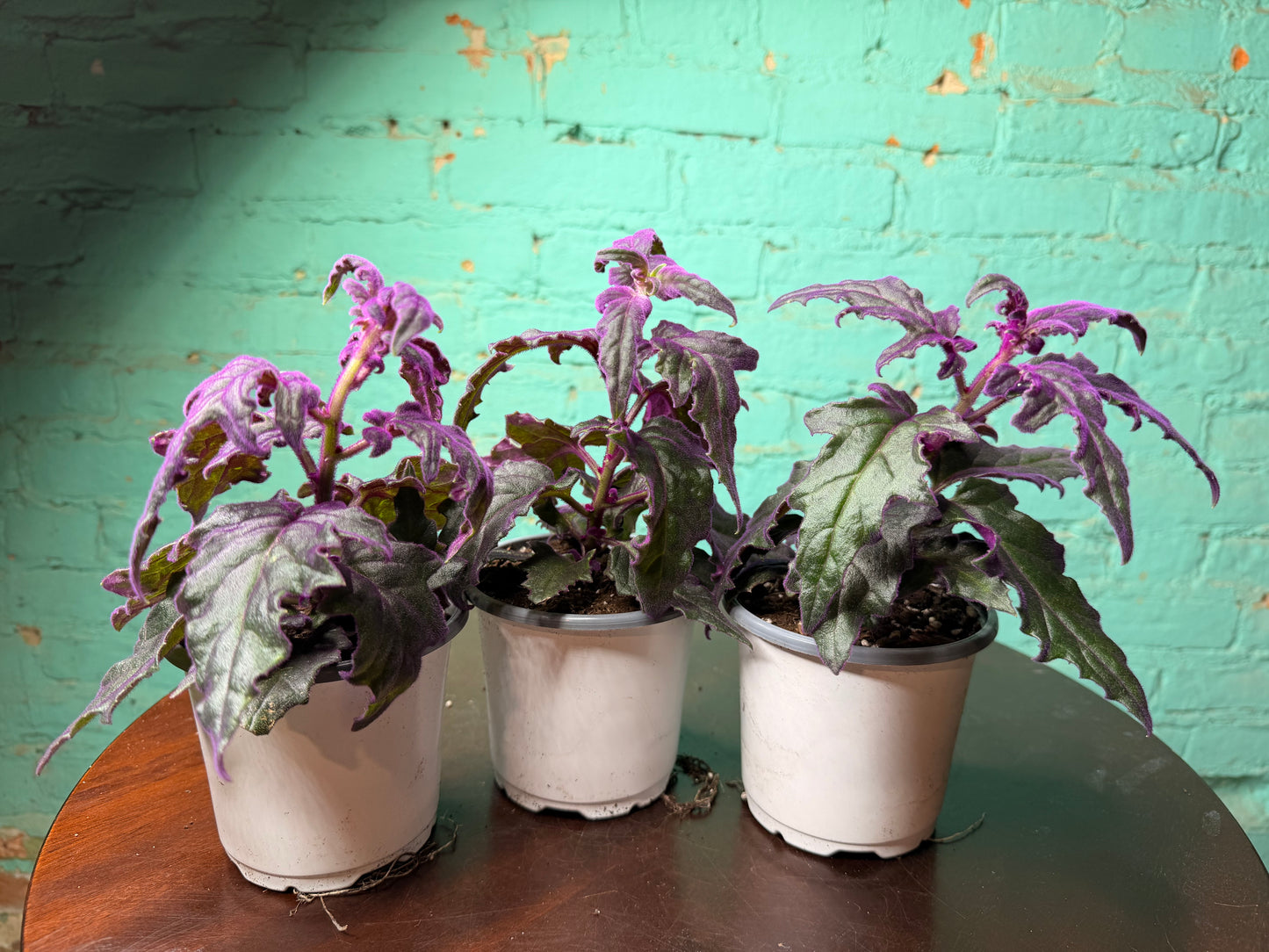 Purple Passion Plant 4”