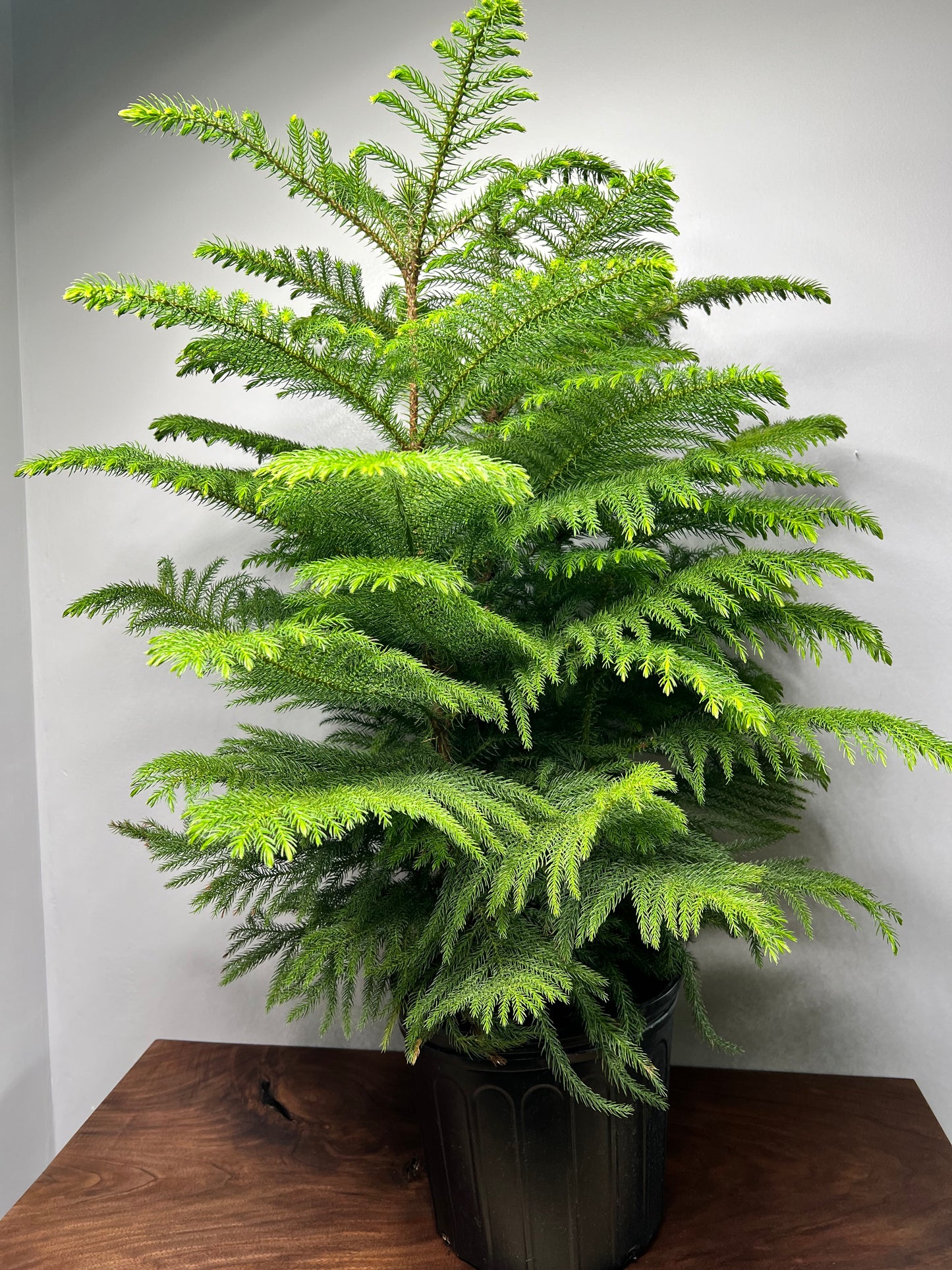 Norfolk Pine 10”