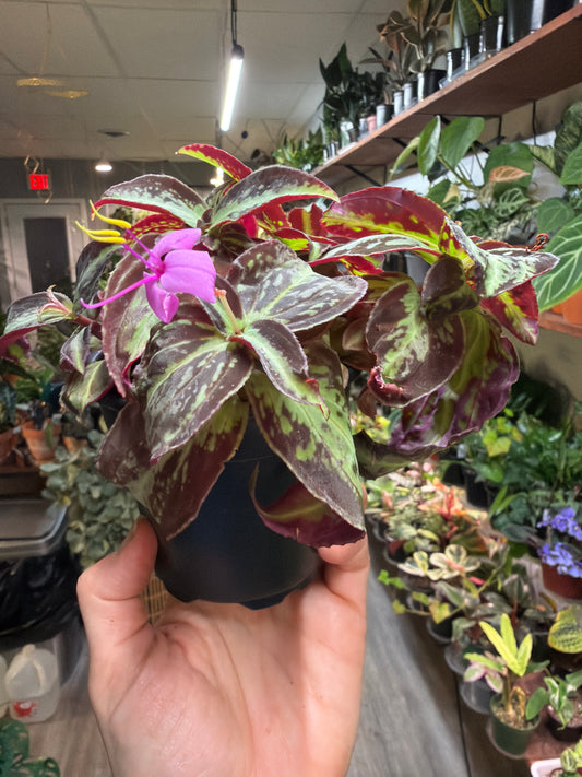 Sonerila Vietnam -Sonerila cantonensis 4”