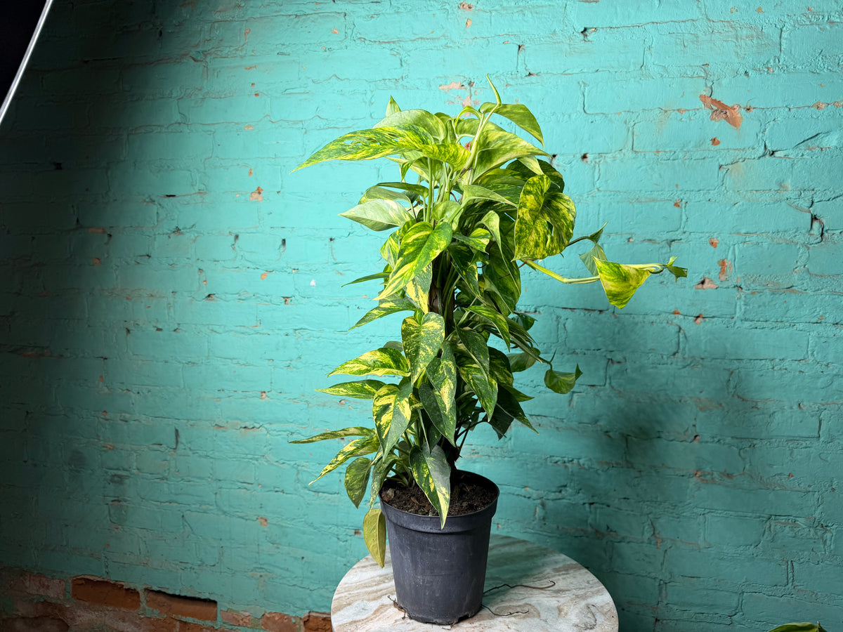 Epipremnum Pinnatum Yellow Flame 6” totem