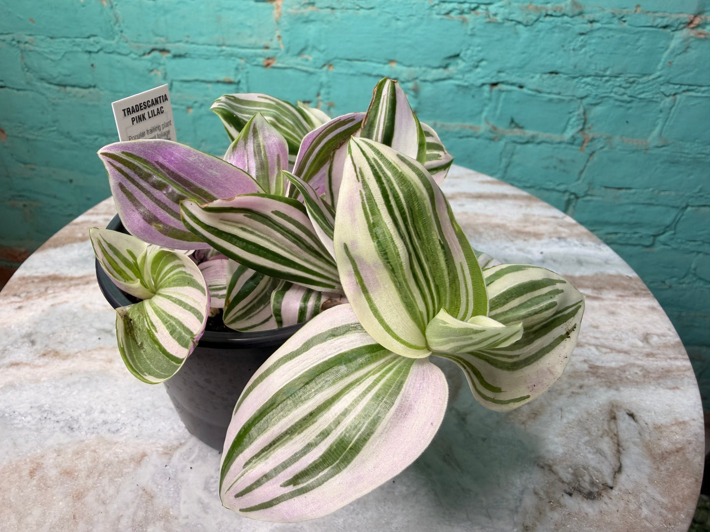 Tradescantia Pink Lilac 4”