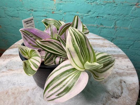 Tradescantia Pink Lilac 4”