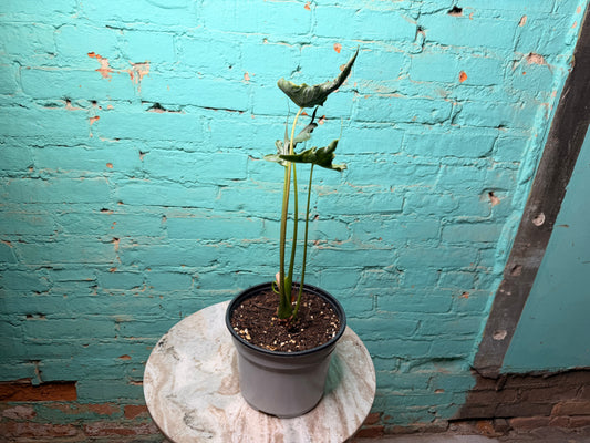 Alocasia Teletubby 6”