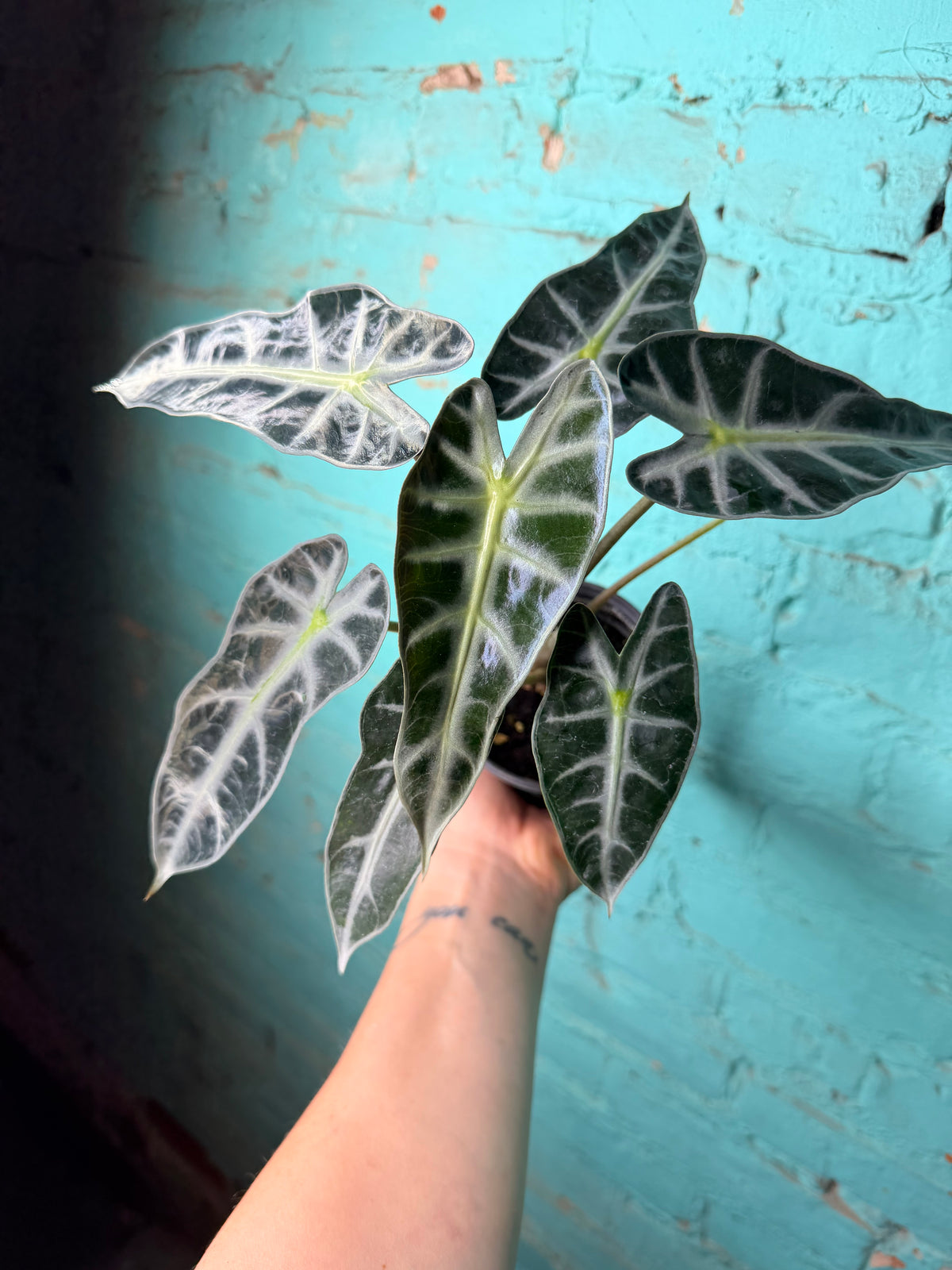 Alocasia ‘Bambino’ 4”