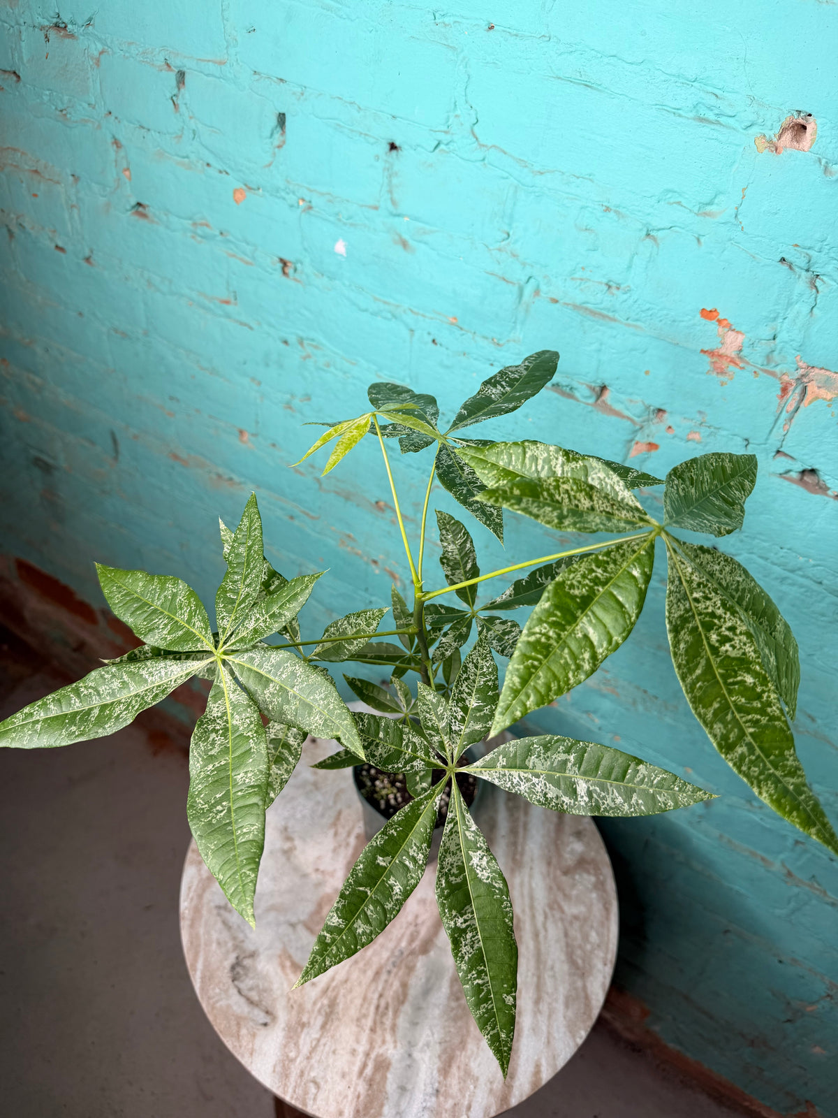 Money Tree Variegated 4”