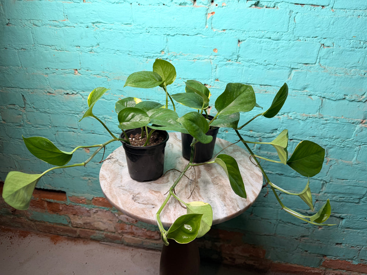 Epip Poonsin Manjula 4”