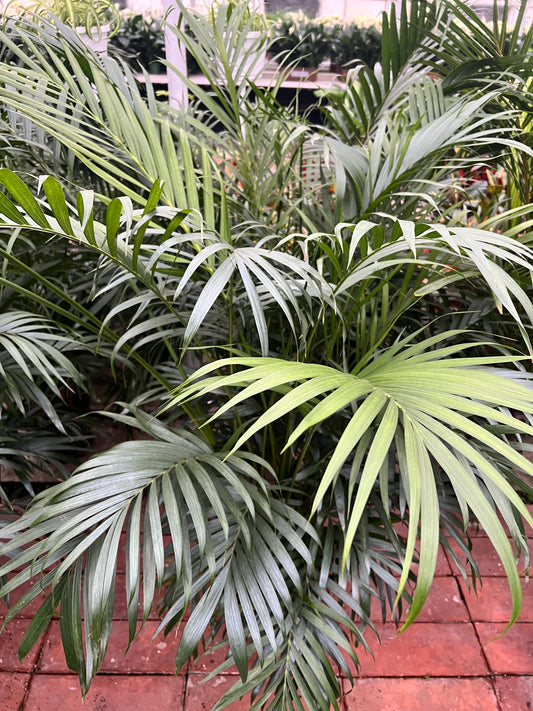 Cat Palm 10”