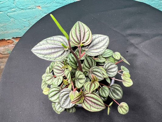 Peperomia Piccolo Banda 4”