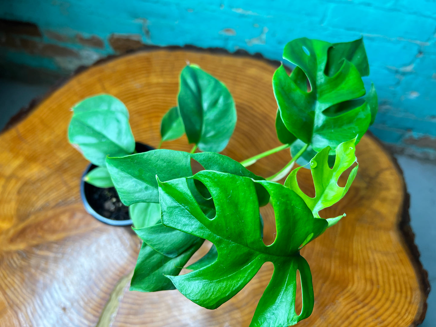 Mini Monstera- Rhaphidophora
Tetrasperma